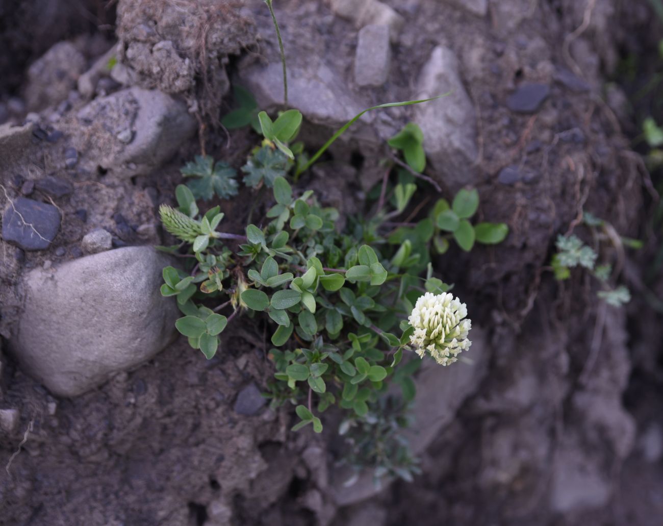 Image of genus Trifolium specimen.