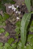 genus Campanula