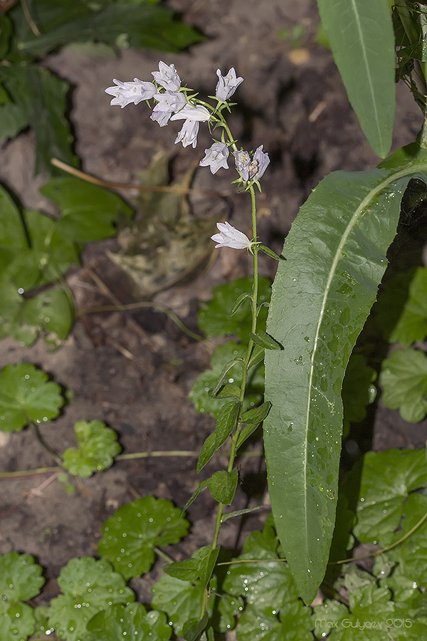 Image of genus Campanula specimen.