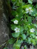 Stellaria media