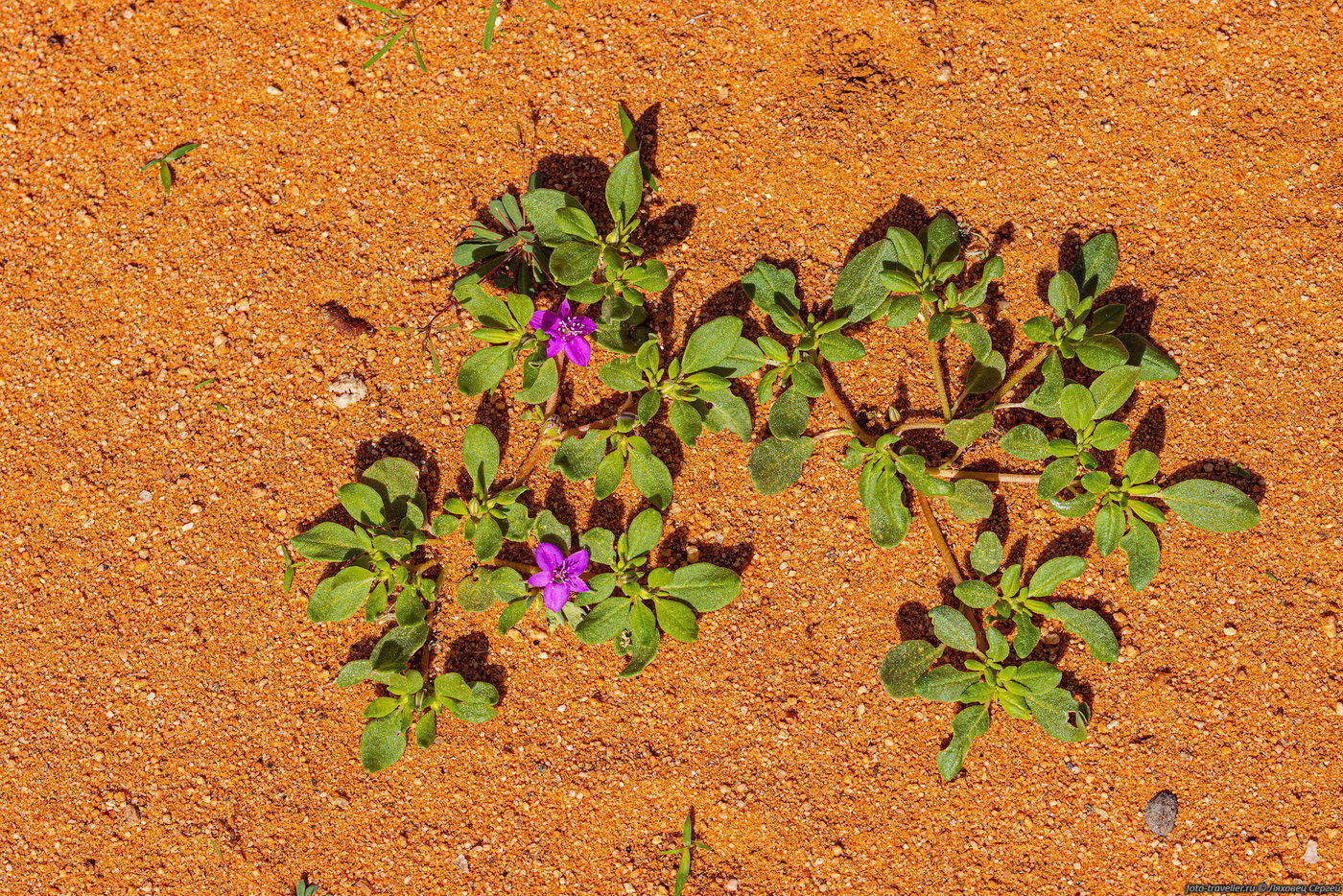 Image of genus Sesuvium specimen.