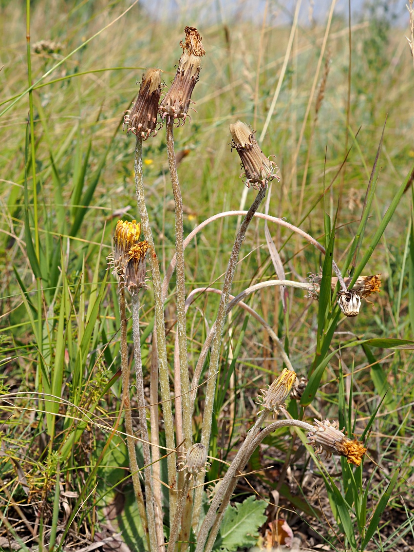 Изображение особи Taraxacum serotinum.
