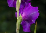 Gladiolus &times; gandavensis