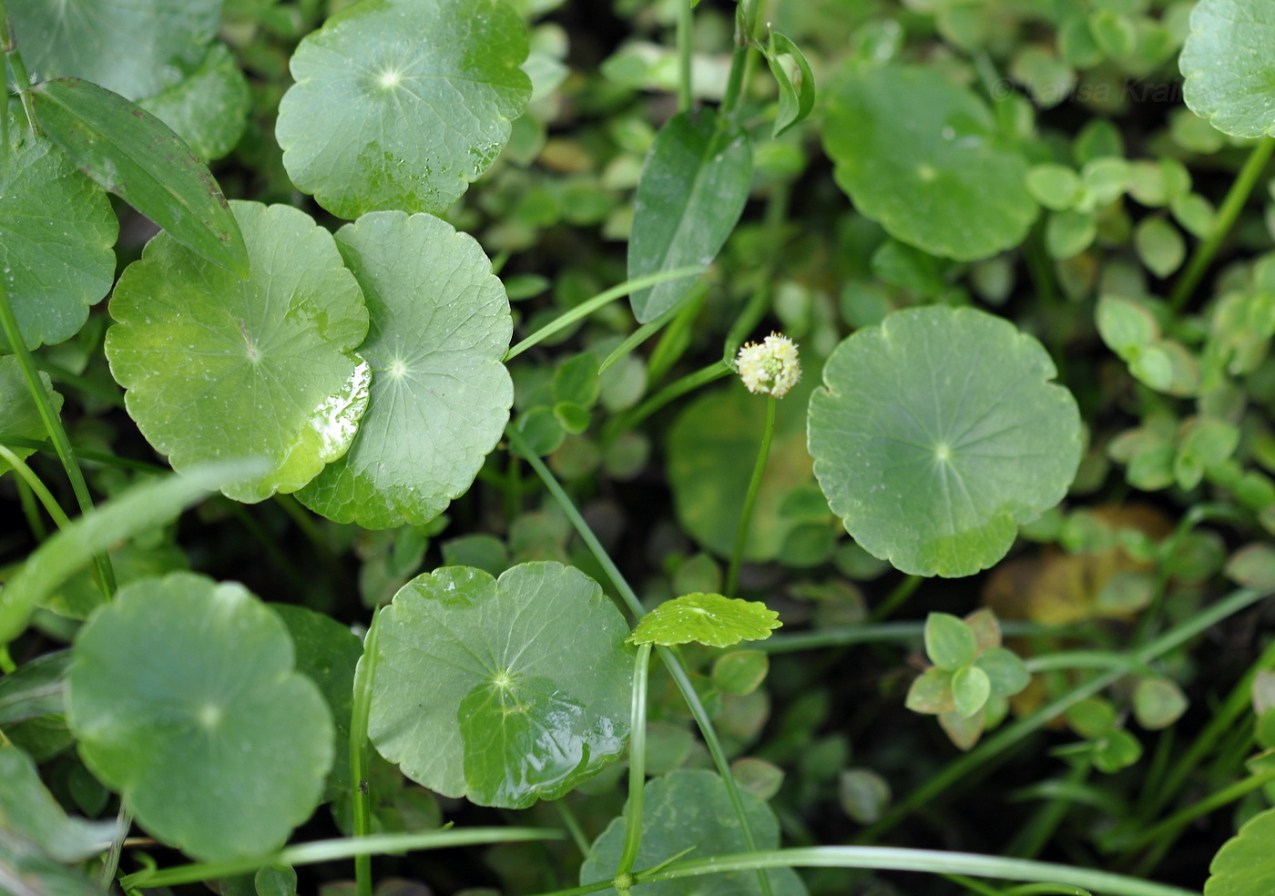 Image of genus Hydrocotyle specimen.