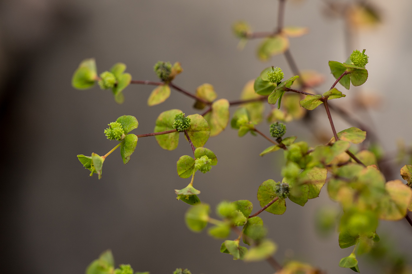 Image of Euphorbia stricta specimen.