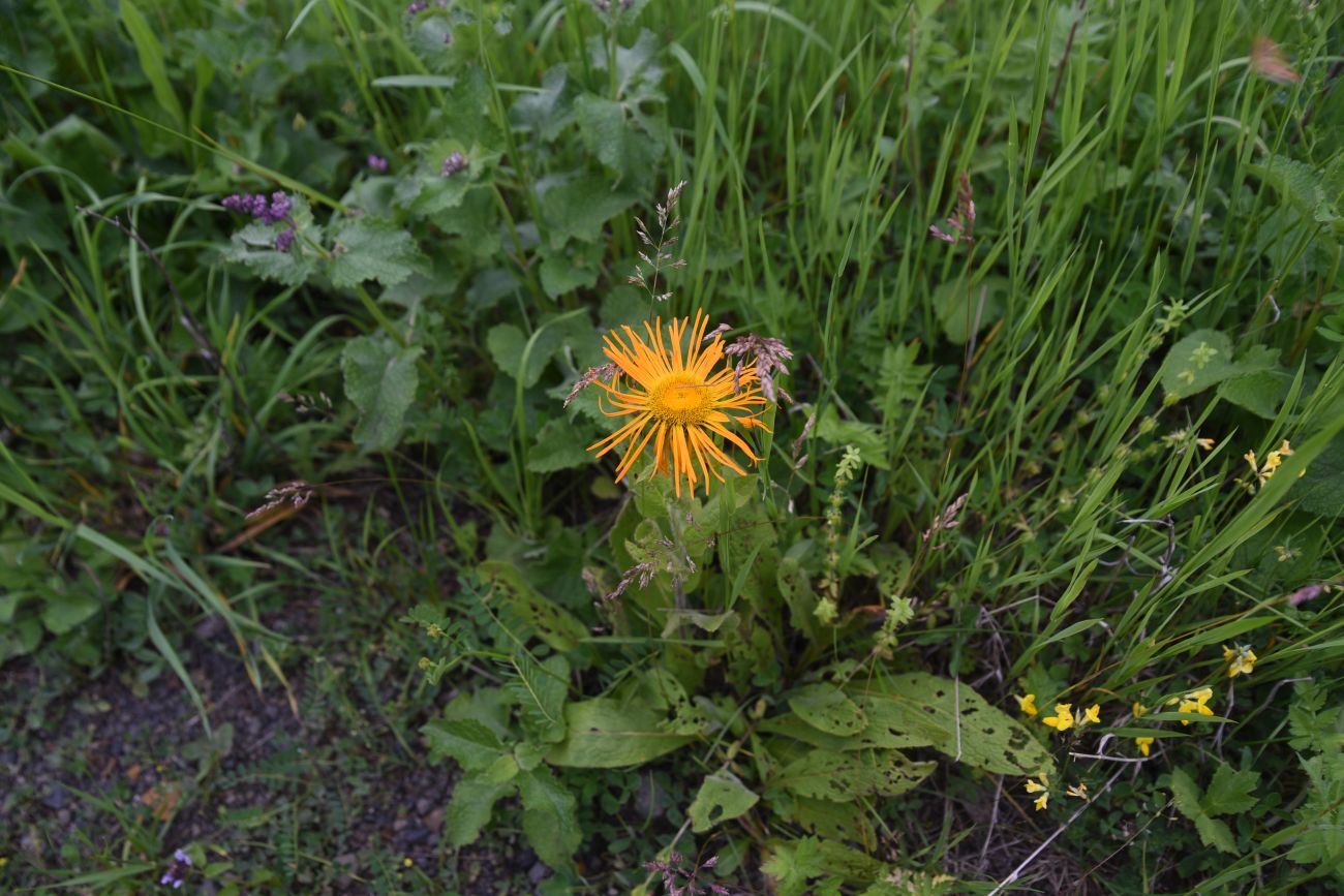 Image of Inula orientalis specimen.