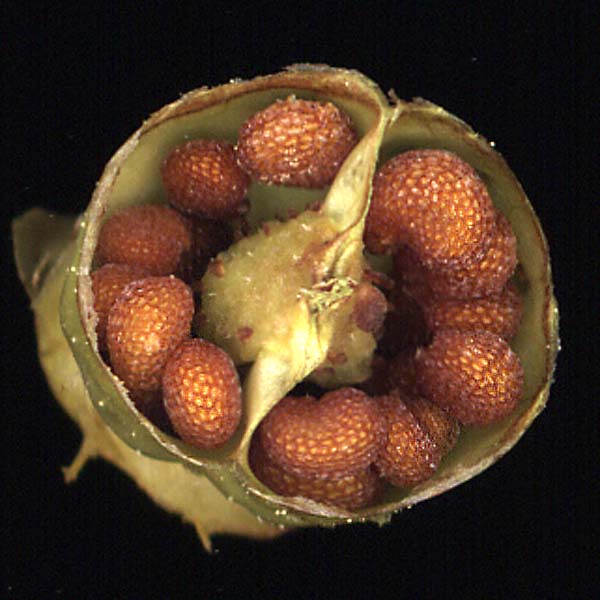 Image of Scopolia carniolica specimen.
