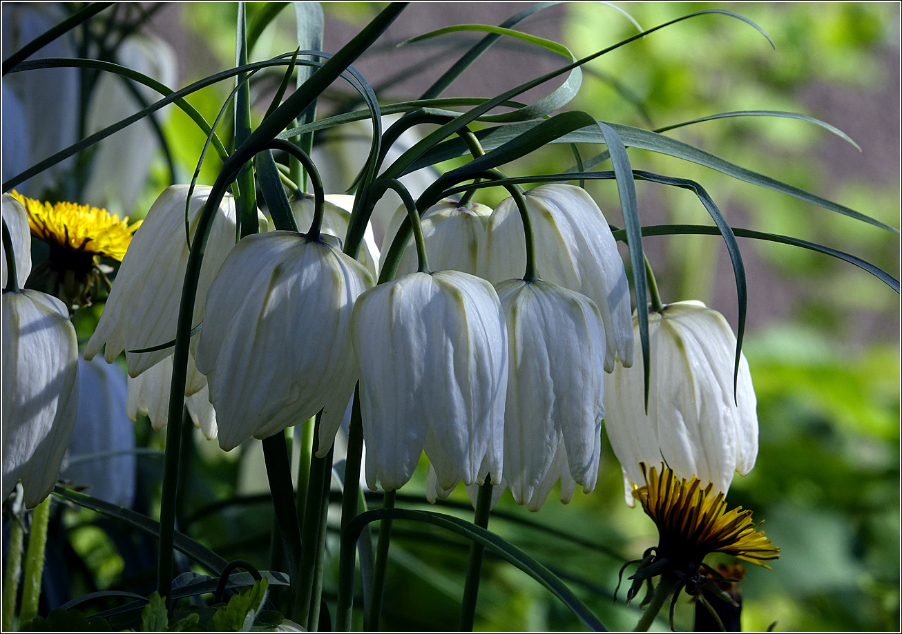 Изображение особи Fritillaria meleagris.