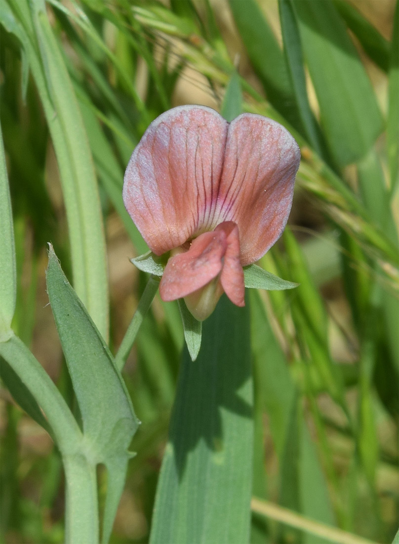 Изображение особи Lathyrus cicera.