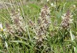 Pedicularis olgae