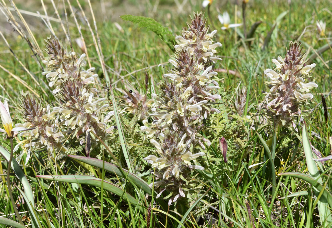 Image of Pedicularis olgae specimen.