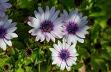 Osteospermum fruticosum