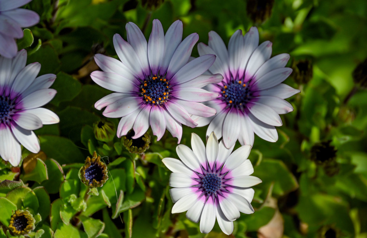Image of Osteospermum fruticosum specimen.