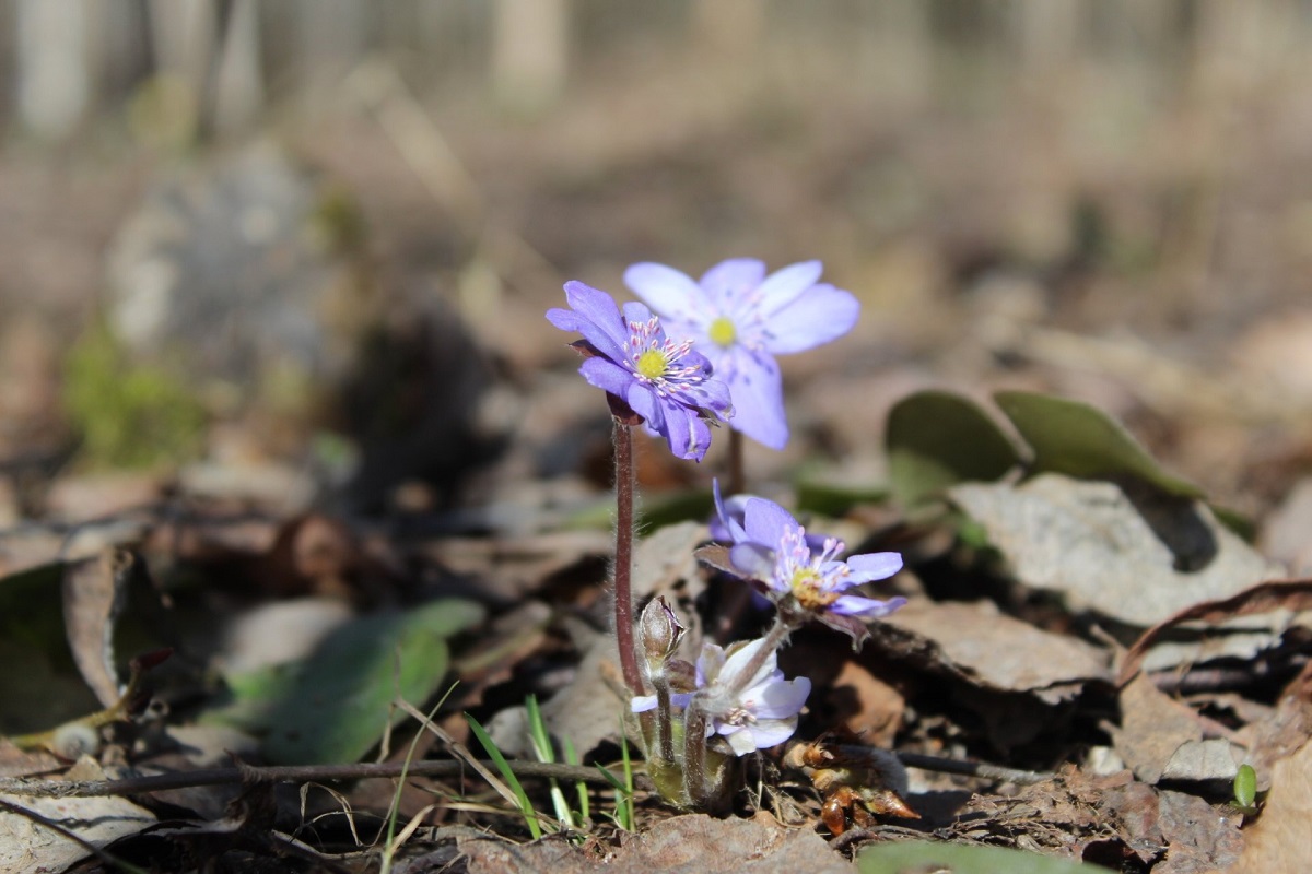 Изображение особи Hepatica nobilis.