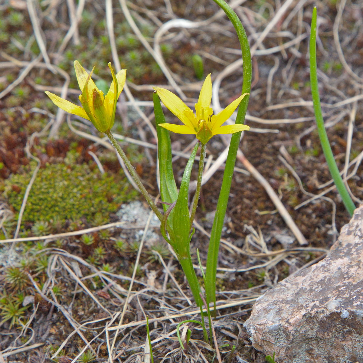 Image of genus Gagea specimen.