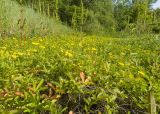 Potentilla reptans