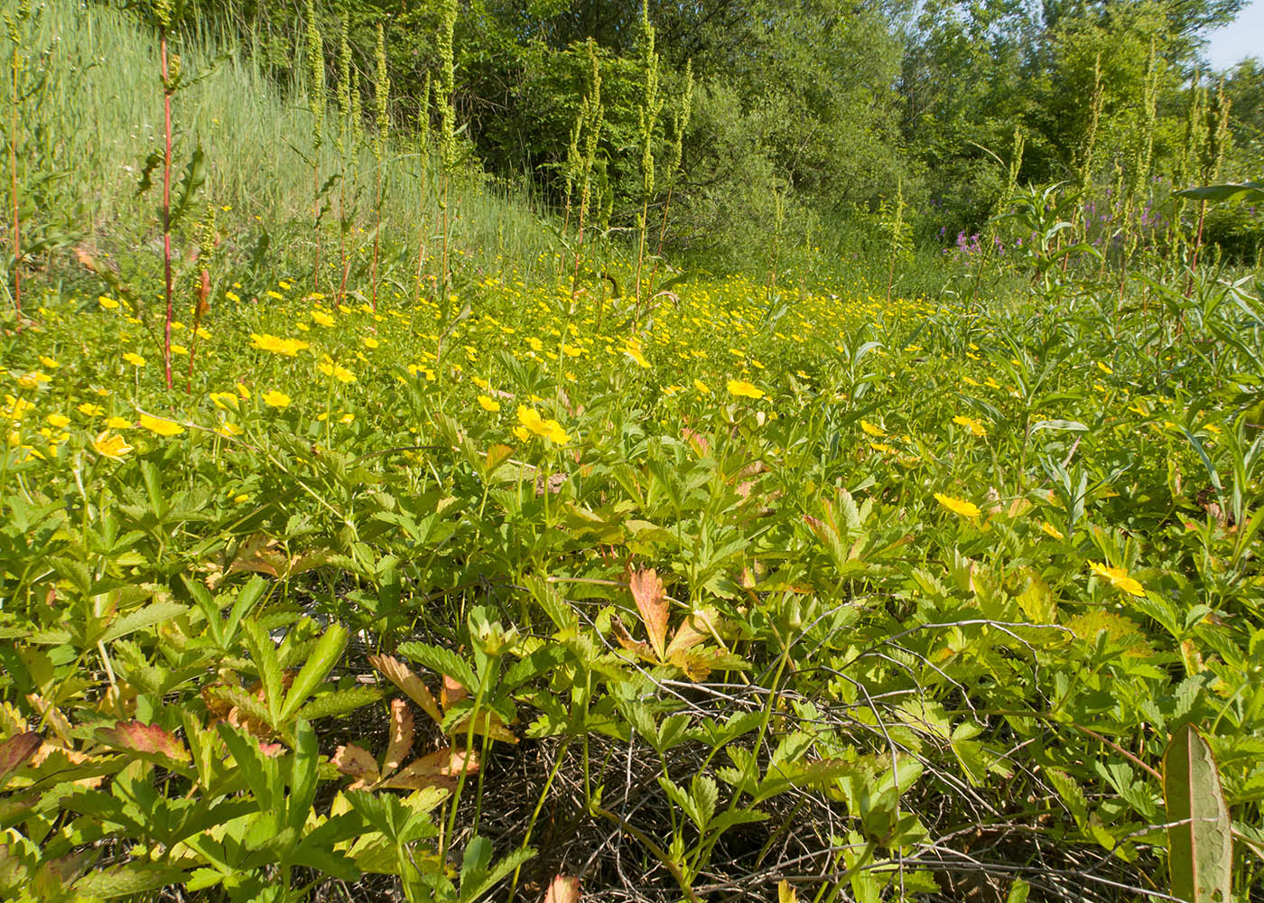 Изображение особи Potentilla reptans.