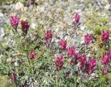 genus Astragalus