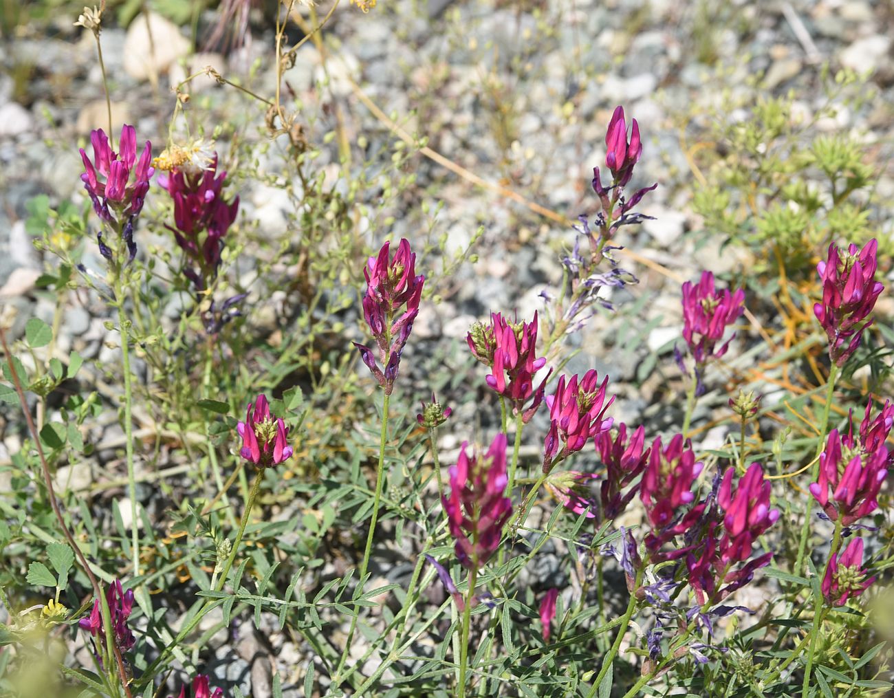 Image of genus Astragalus specimen.