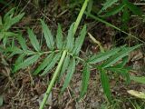 Valeriana coreana. Часть побега. Хабаровский край, окр. г. Комсомольск-на-Амуре, Силинский лесопарк, зарастающая просека. 05.07.2025.