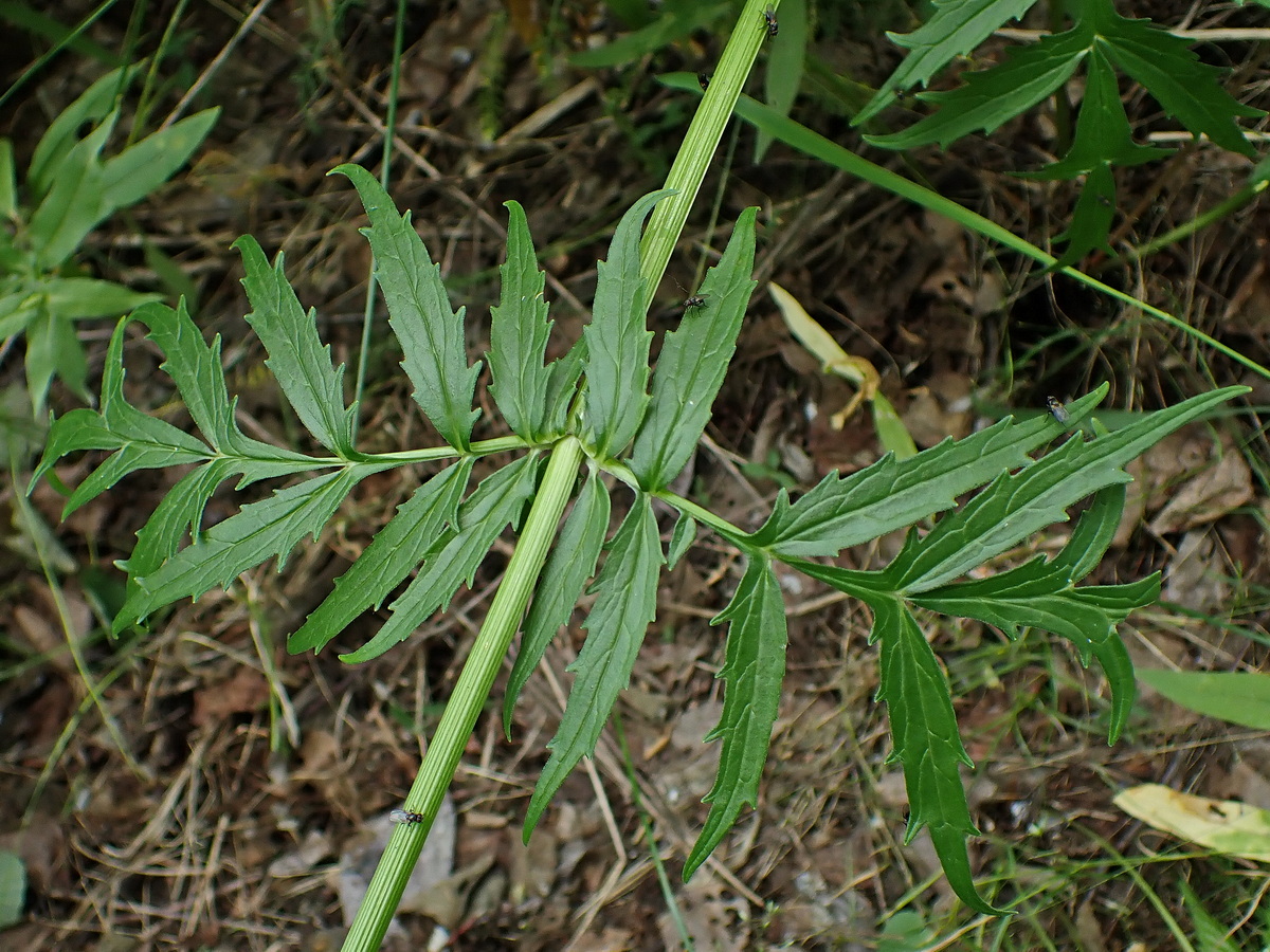 Image of Valeriana coreana specimen.