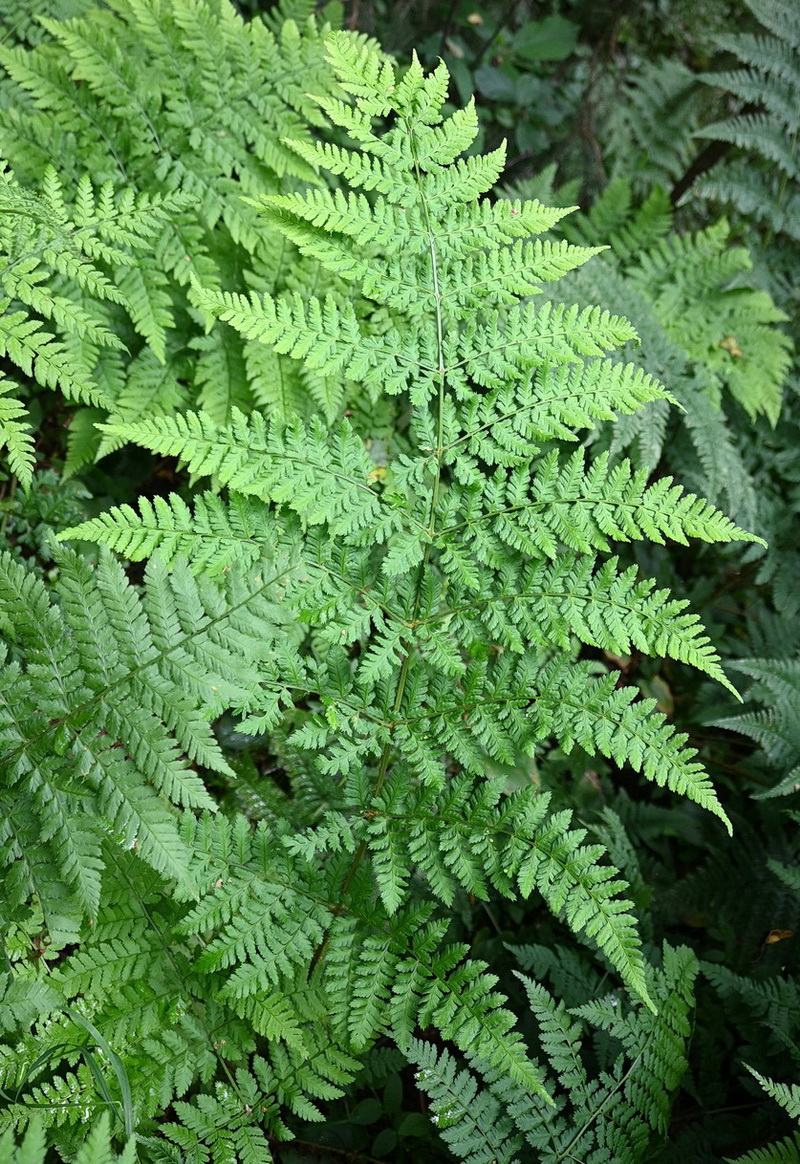 Image of genus Dryopteris specimen.