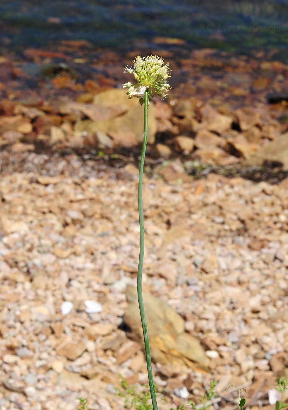 Изображение особи Allium condensatum.