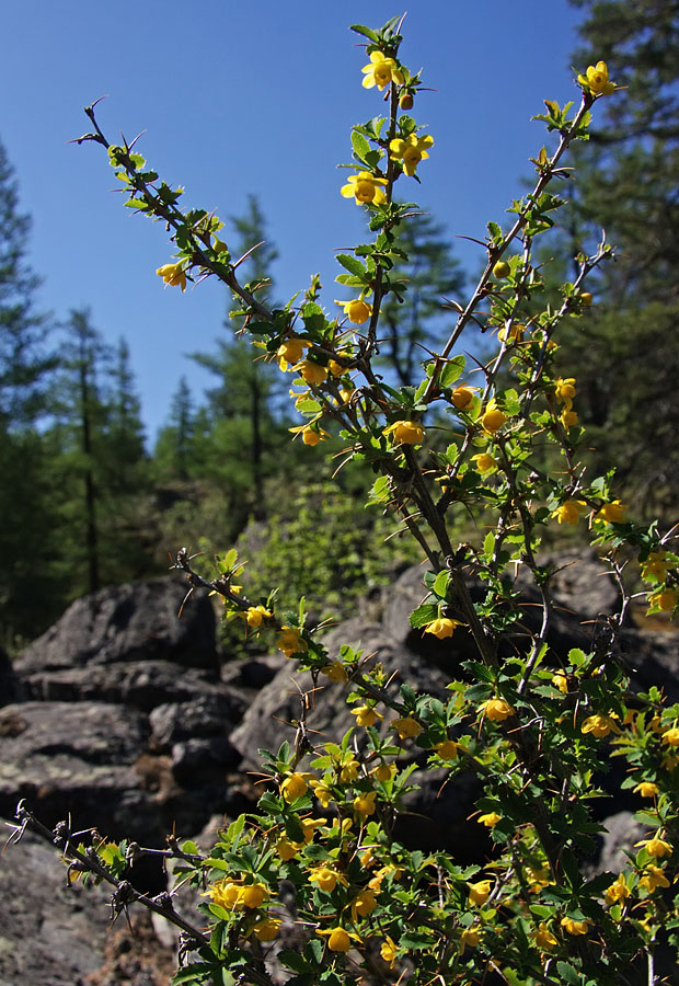 Изображение особи Berberis sibirica.