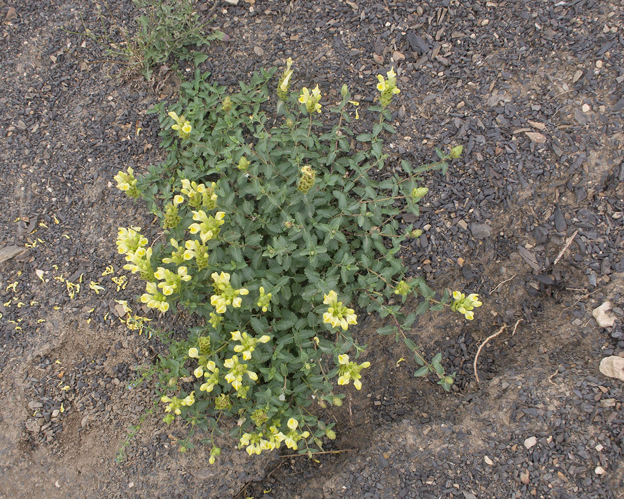 Изображение особи Scutellaria polyodon.