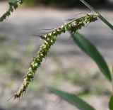 Echinochloa crus-galli