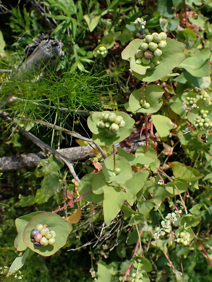 Image of Chylocalyx perfoliatus specimen.