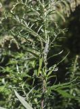 Artemisia verlotiorum