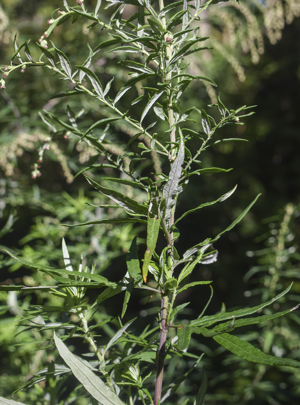 Изображение особи Artemisia verlotiorum.