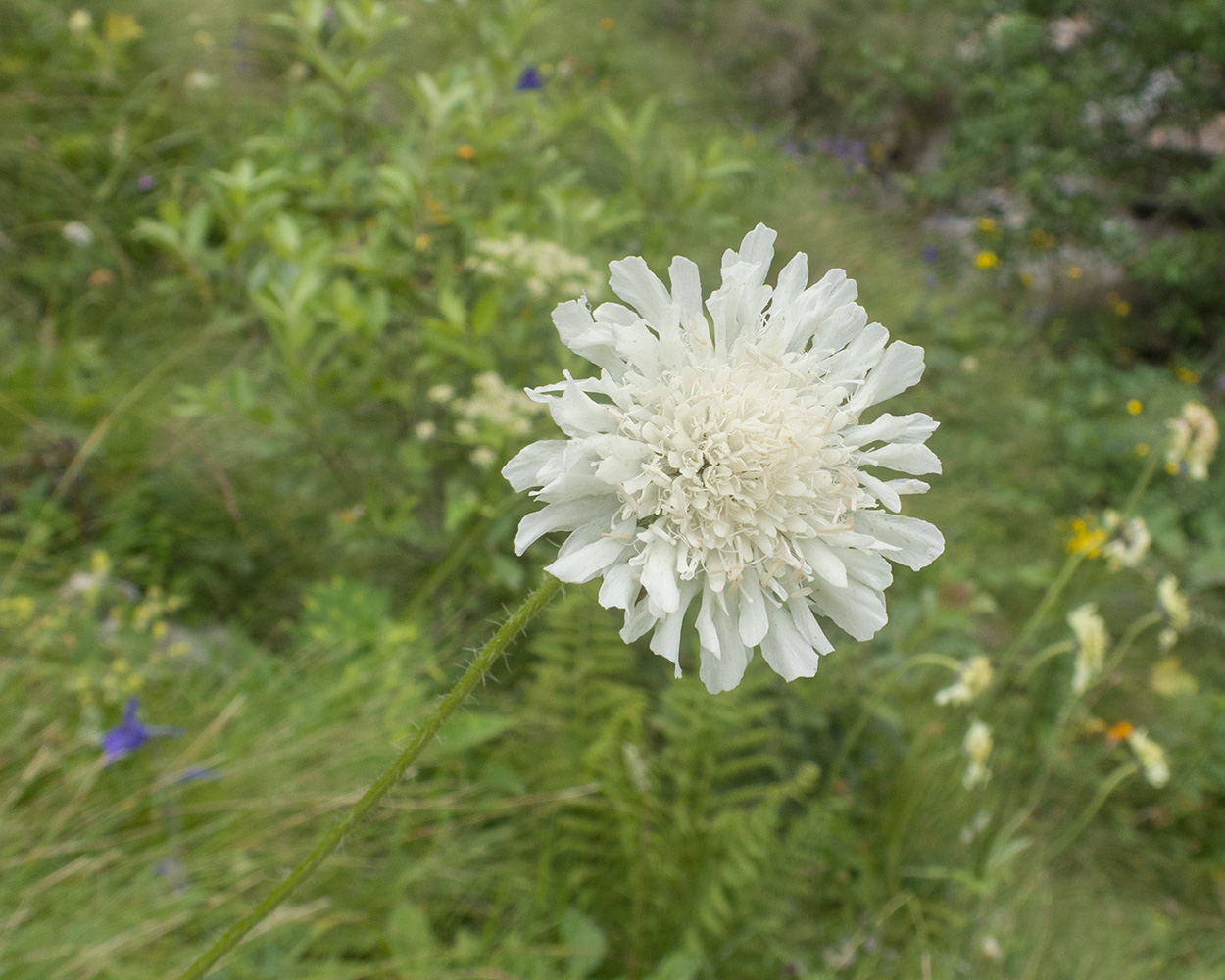 Image of familia Dipsacaceae specimen.