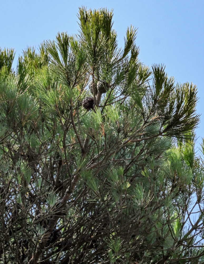 Image of Pinus pinea specimen.