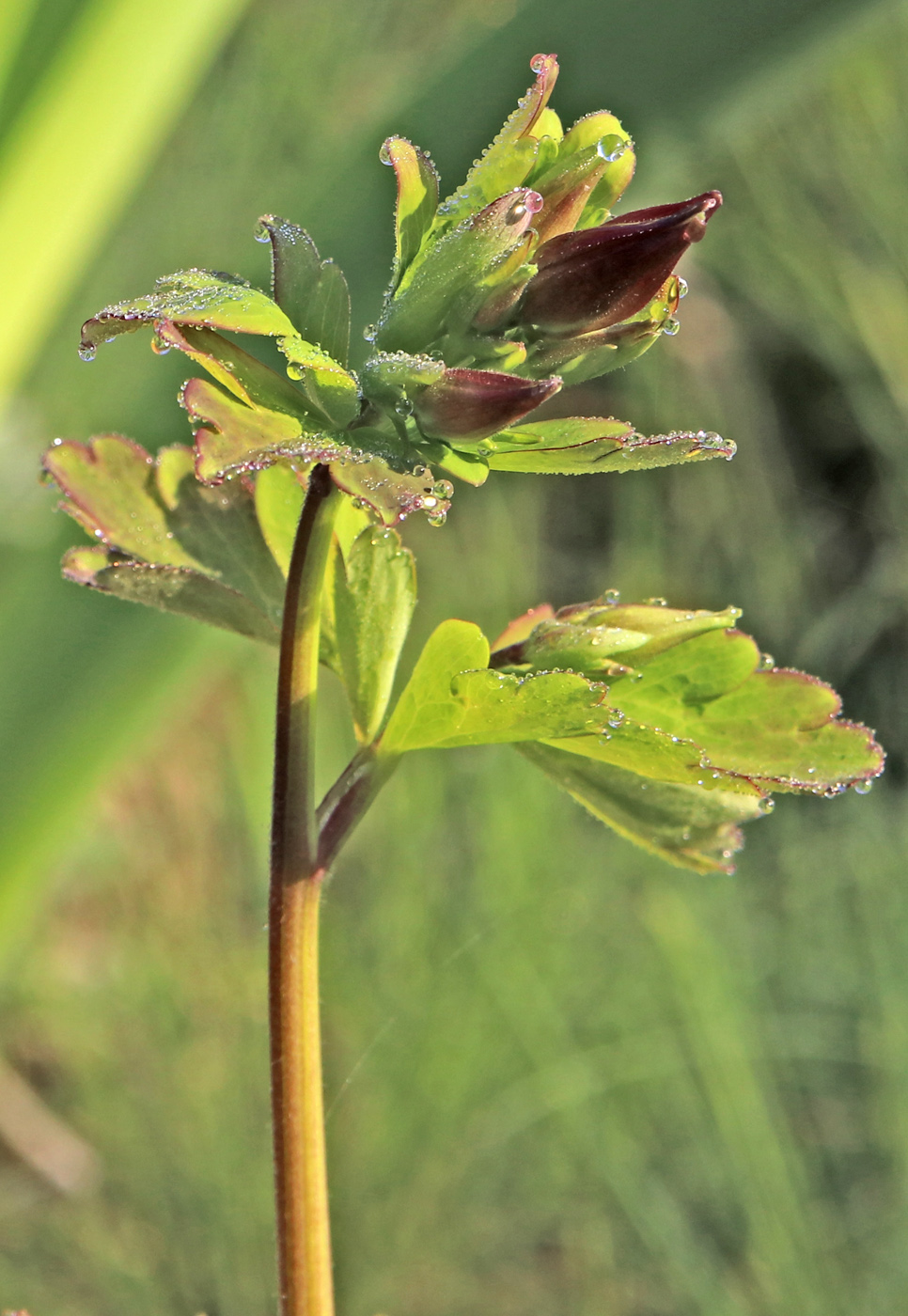 Image of Aquilegia oxysepala specimen.
