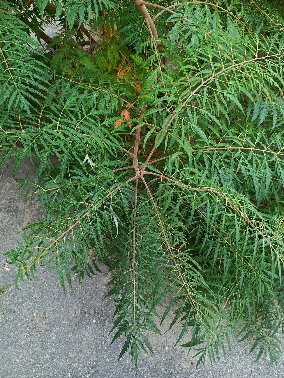 Image of Rhus typhina f. laciniata specimen.