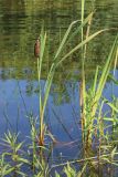 Typha × glauca. Плодоносящее и вегетирующее (справа) растения в сообществе с Eleocharis и Naumburgia thyrsiflora. Беларусь, Витебская обл., окр. дер. Сурмино, оз. Белое, прибрежное песчаное мелководье. 15.08.2025.