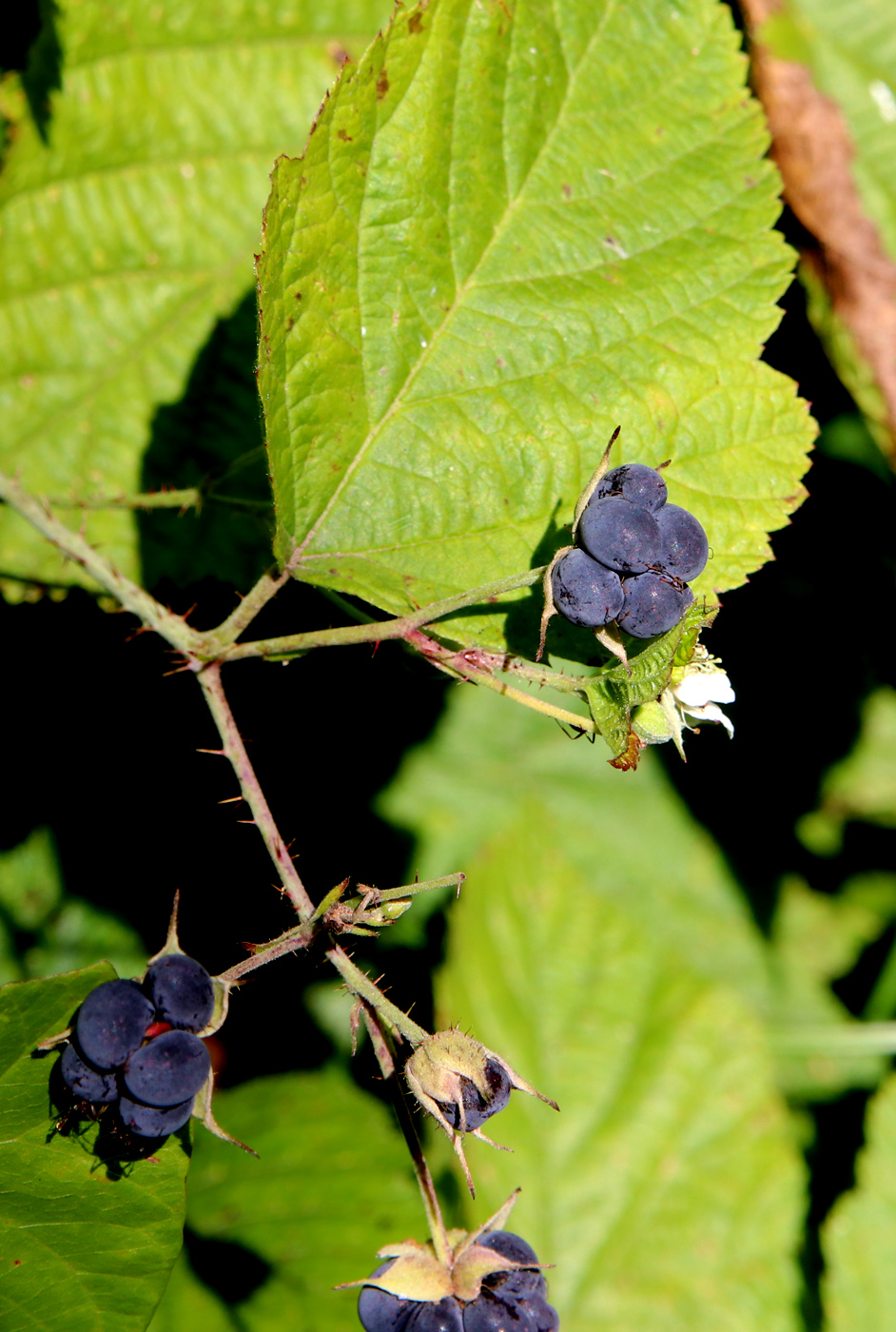 Изображение особи Rubus caesius.