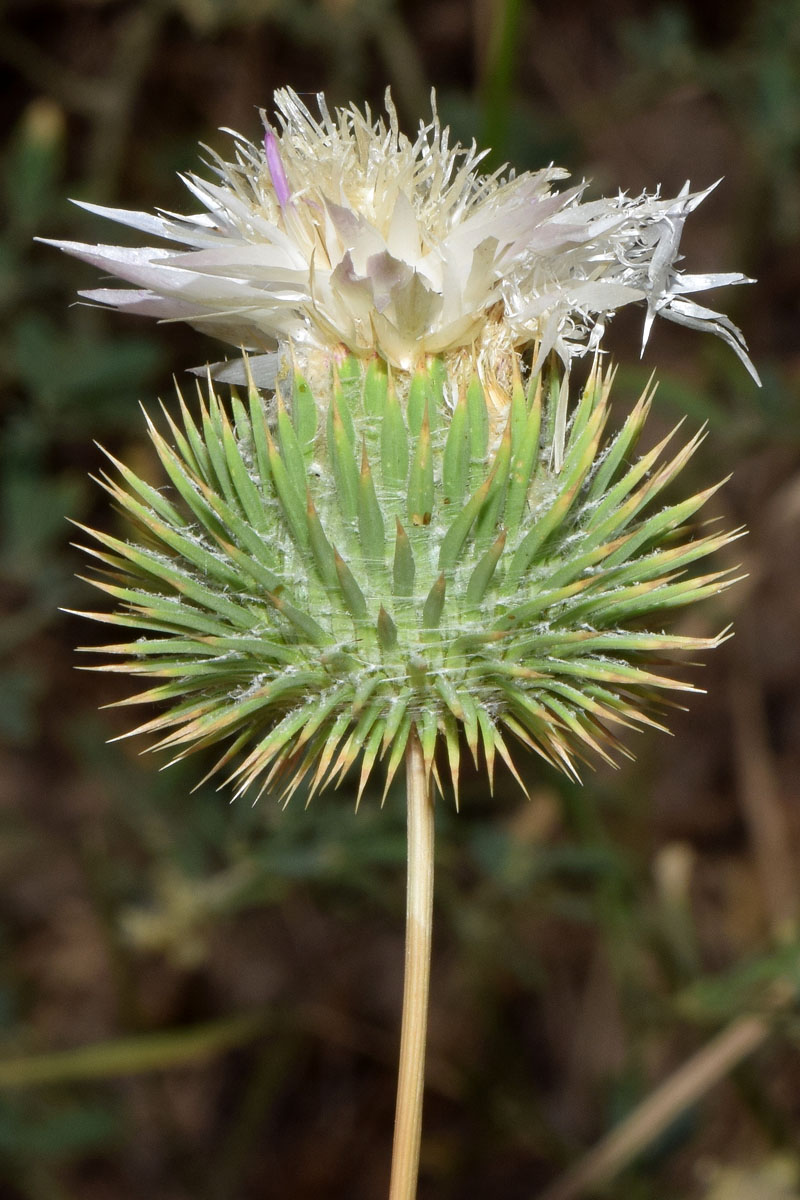 Image of Cousinia coronata specimen.