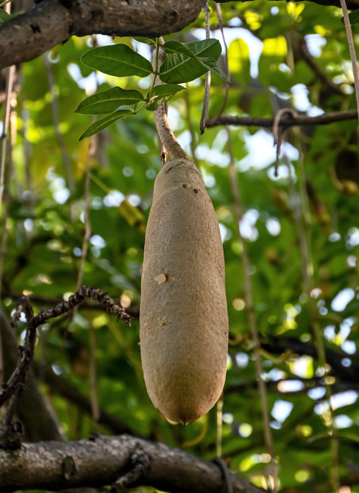 Image of Kigelia pinnata specimen.