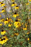 Rudbeckia triloba
