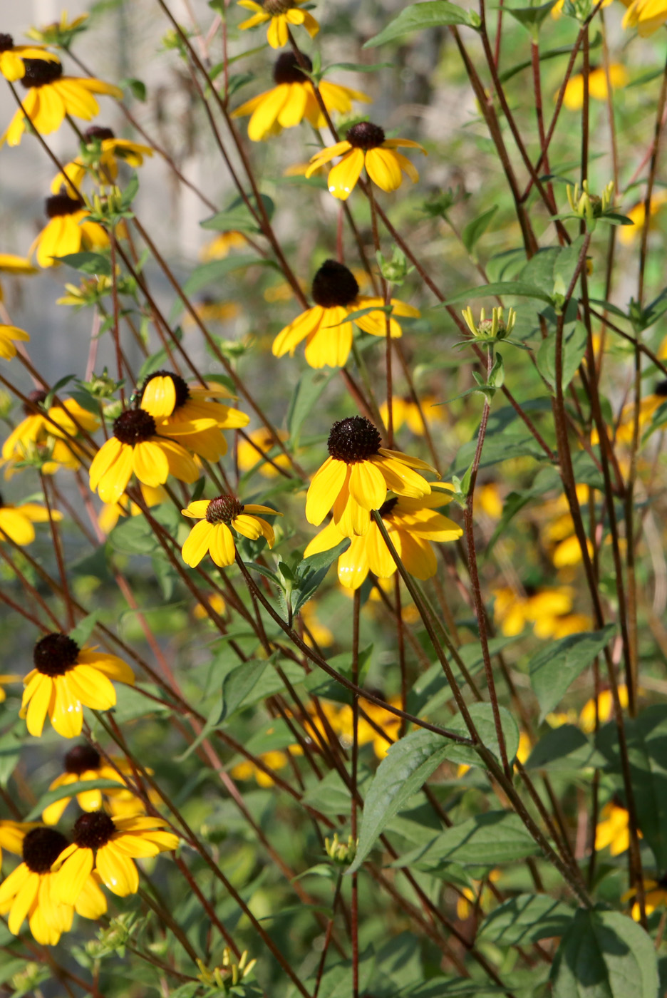 Image of Rudbeckia triloba specimen.