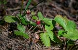 Fragaria vesca. Плодоносящее растение. Московская обл., Богородский гор. округ, окр. СНТ \"Купавна\", смешанный лес. 12.07.2025.