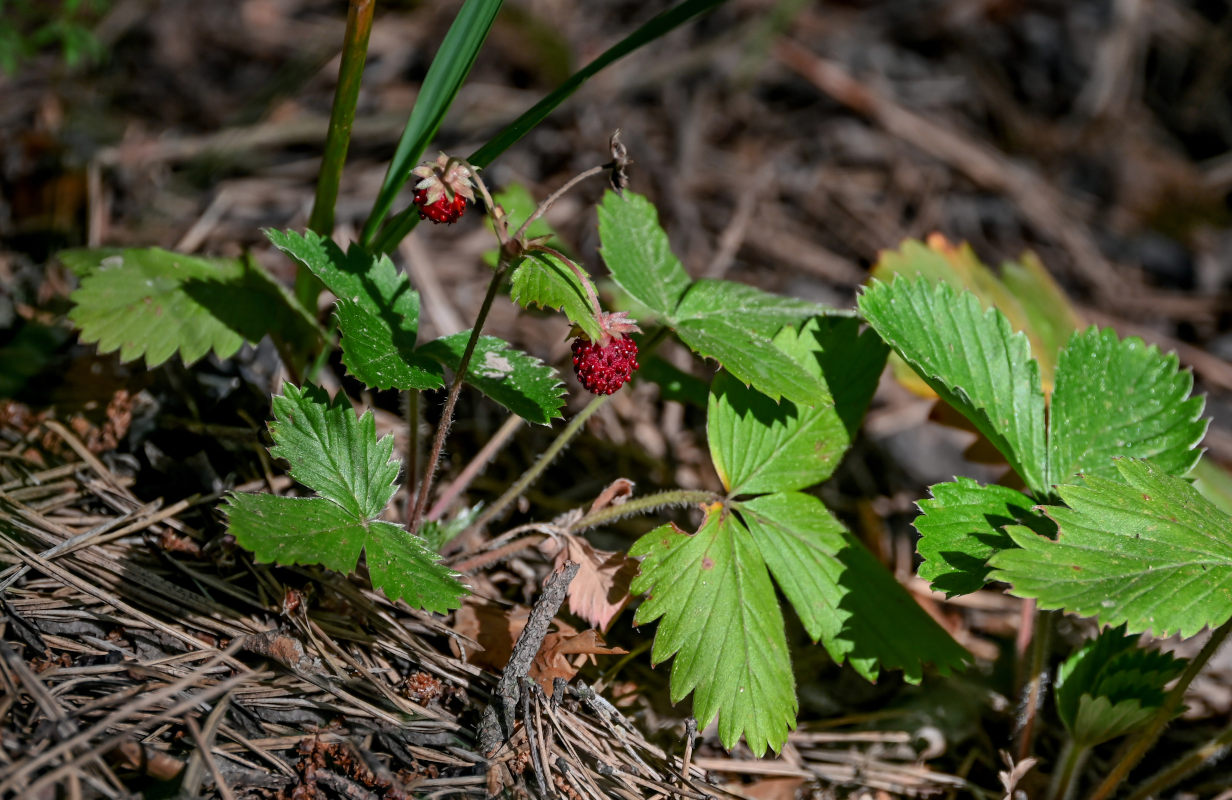 Image of Fragaria vesca specimen.