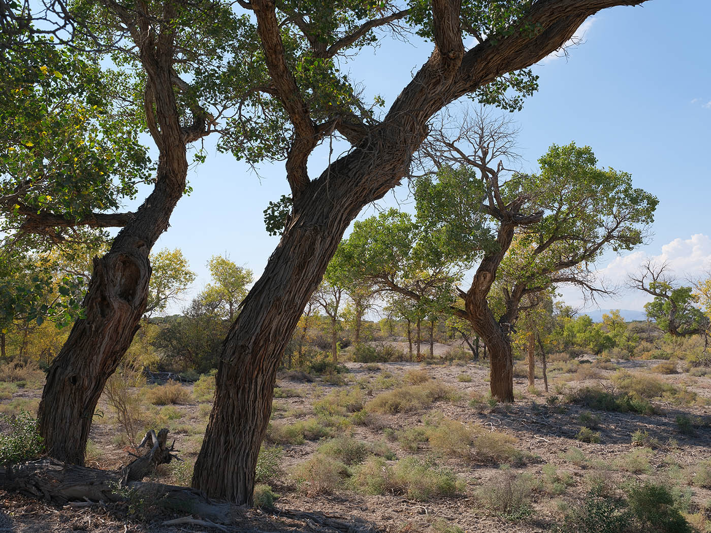 Изображение особи Populus pruinosa.