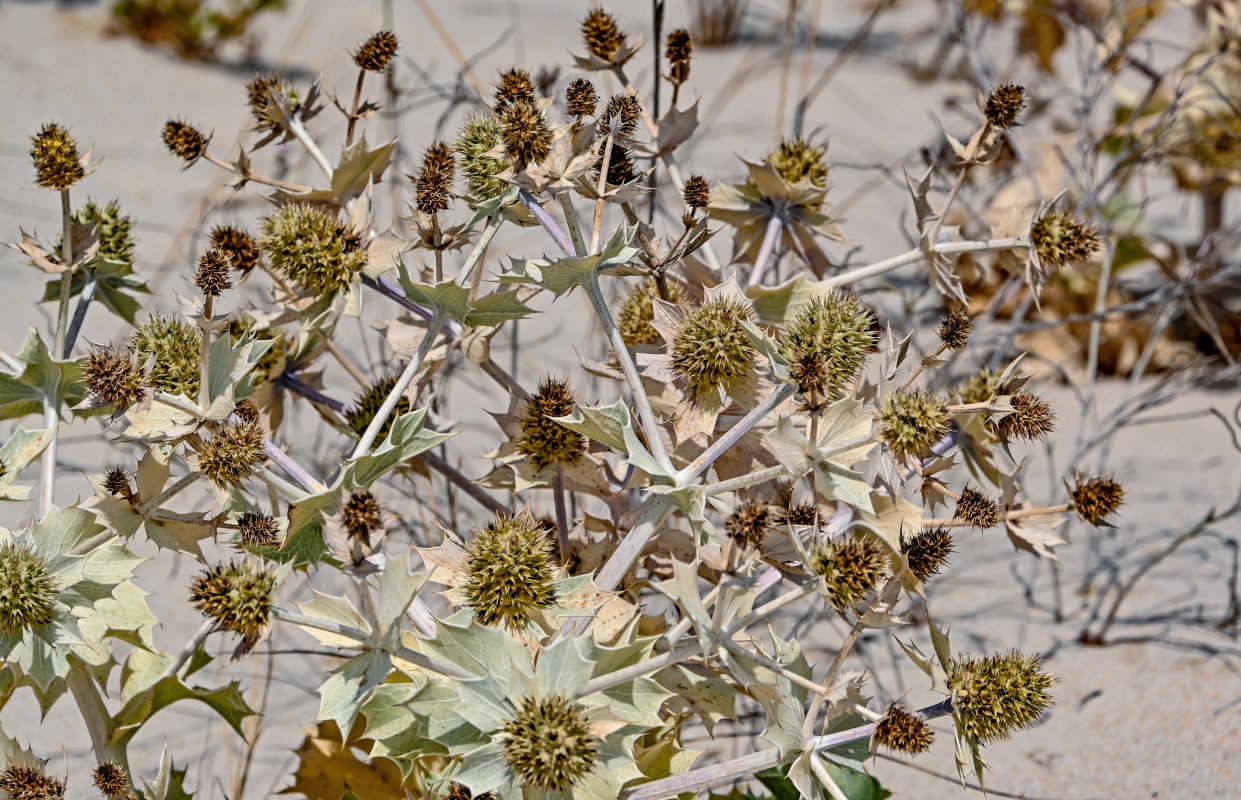 Изображение особи Eryngium maritimum.