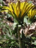 genus Taraxacum