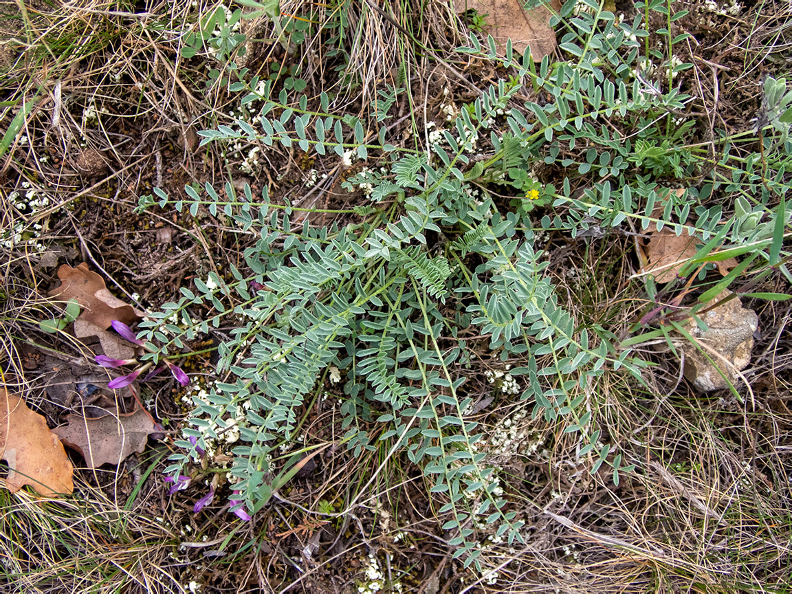 Изображение особи Astragalus suprapilosus.