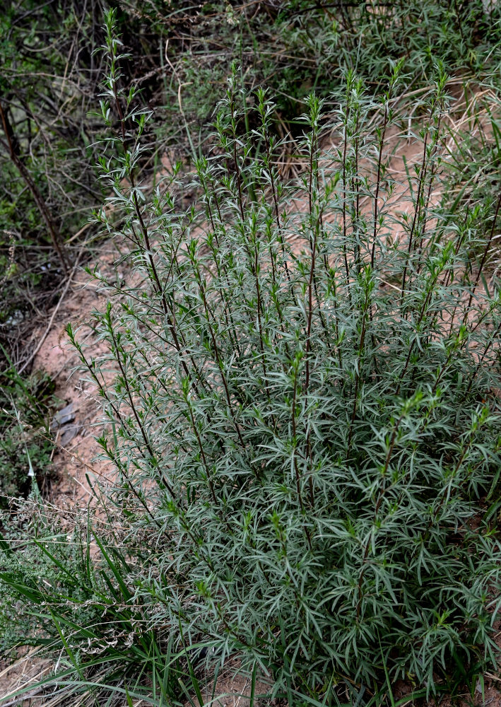 Image of genus Artemisia specimen.